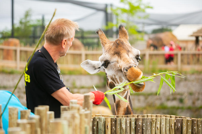 New Giraffe Experience 007