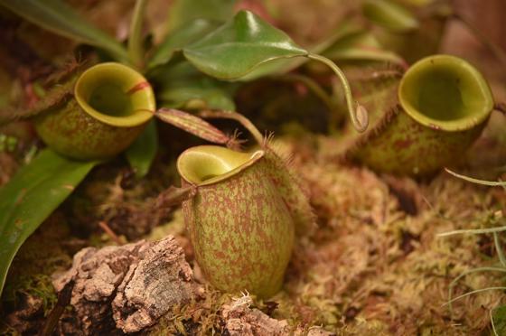 Nepenthes