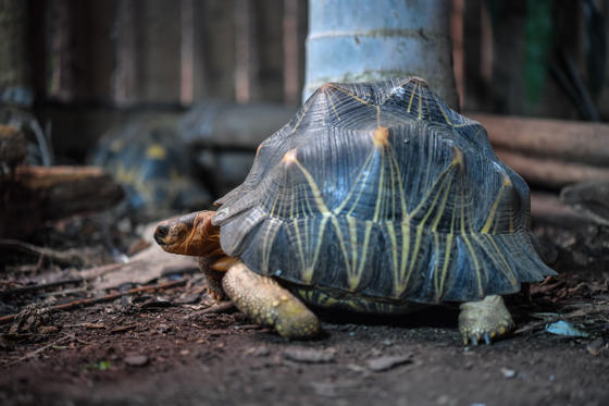 Radiated Tortoise 8