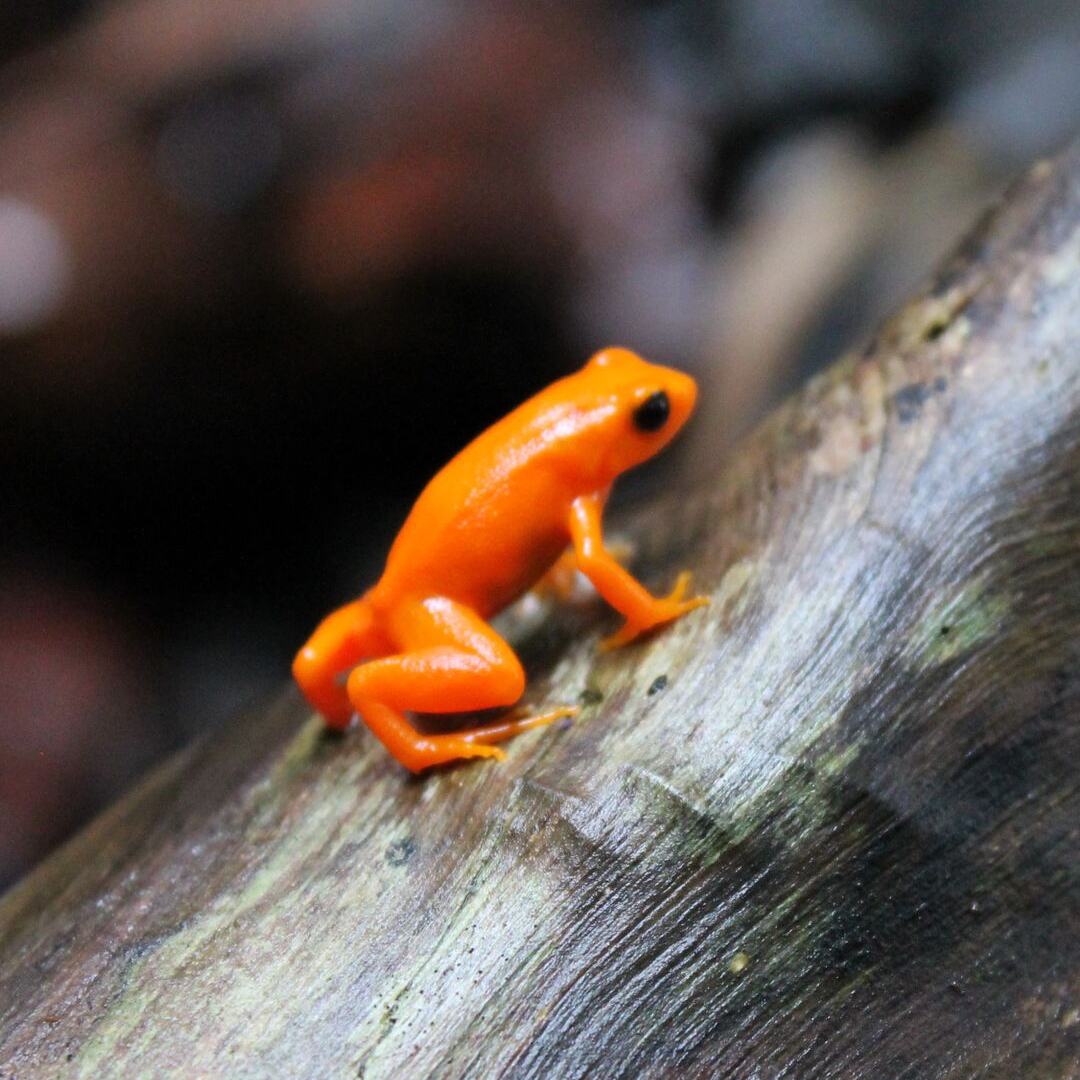 Golden mantella frog | Chester Zoo animals