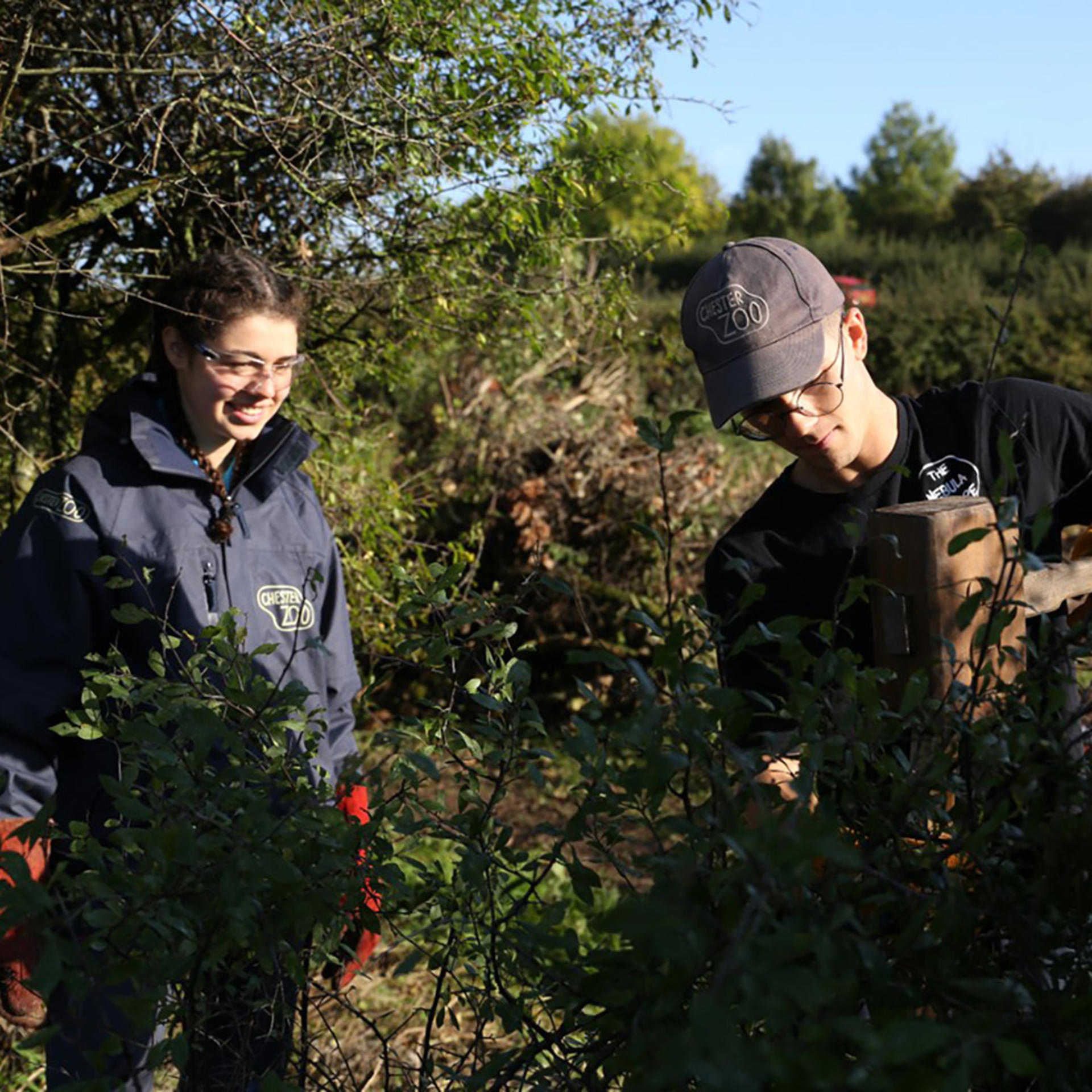 Two Chester Zoo employees standing behind a bush fixing a fence.