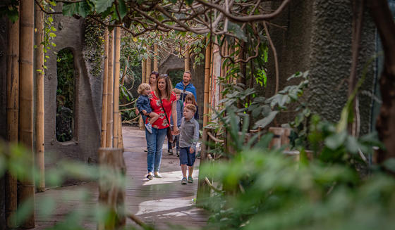A Family Walking Through Realm Of The Red Ape
