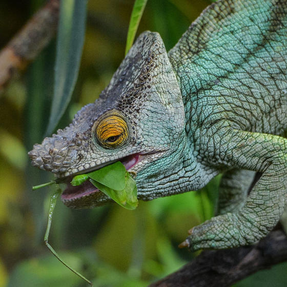 Parson's chameleon at Chester Zoo