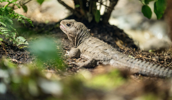 Tuatara New Habitat
