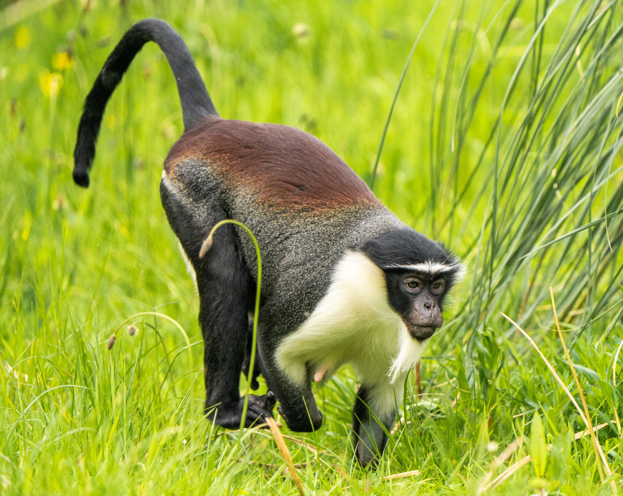 Roloway Monkey 7