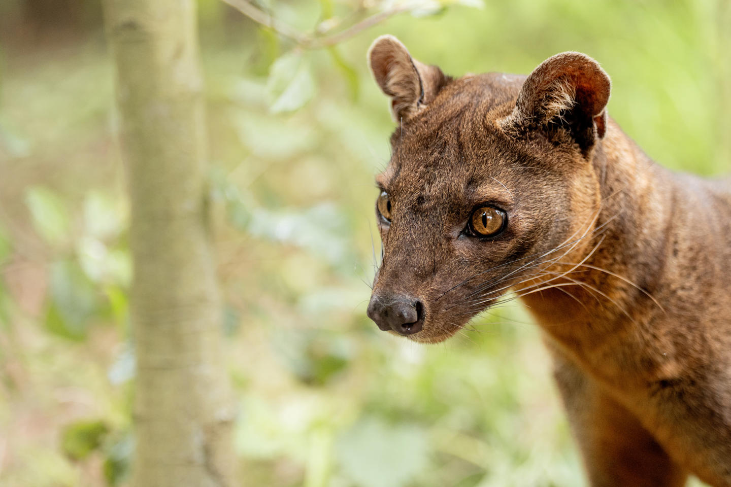 Zaza The Fossa 4