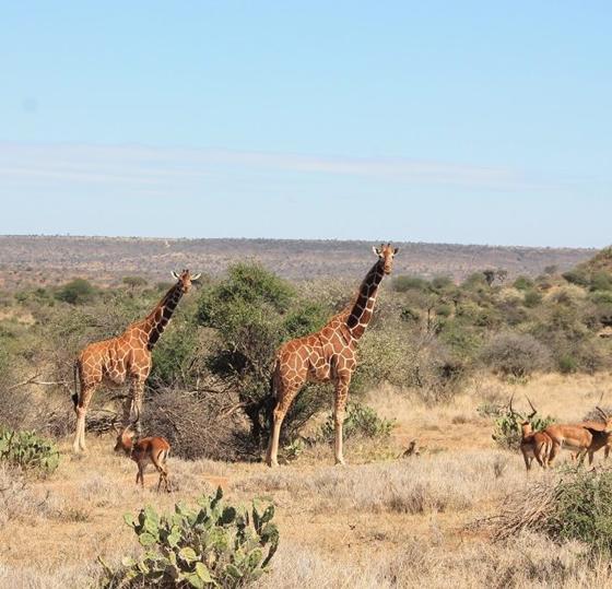 Rothchilds Giraffe At The Zoo 7
