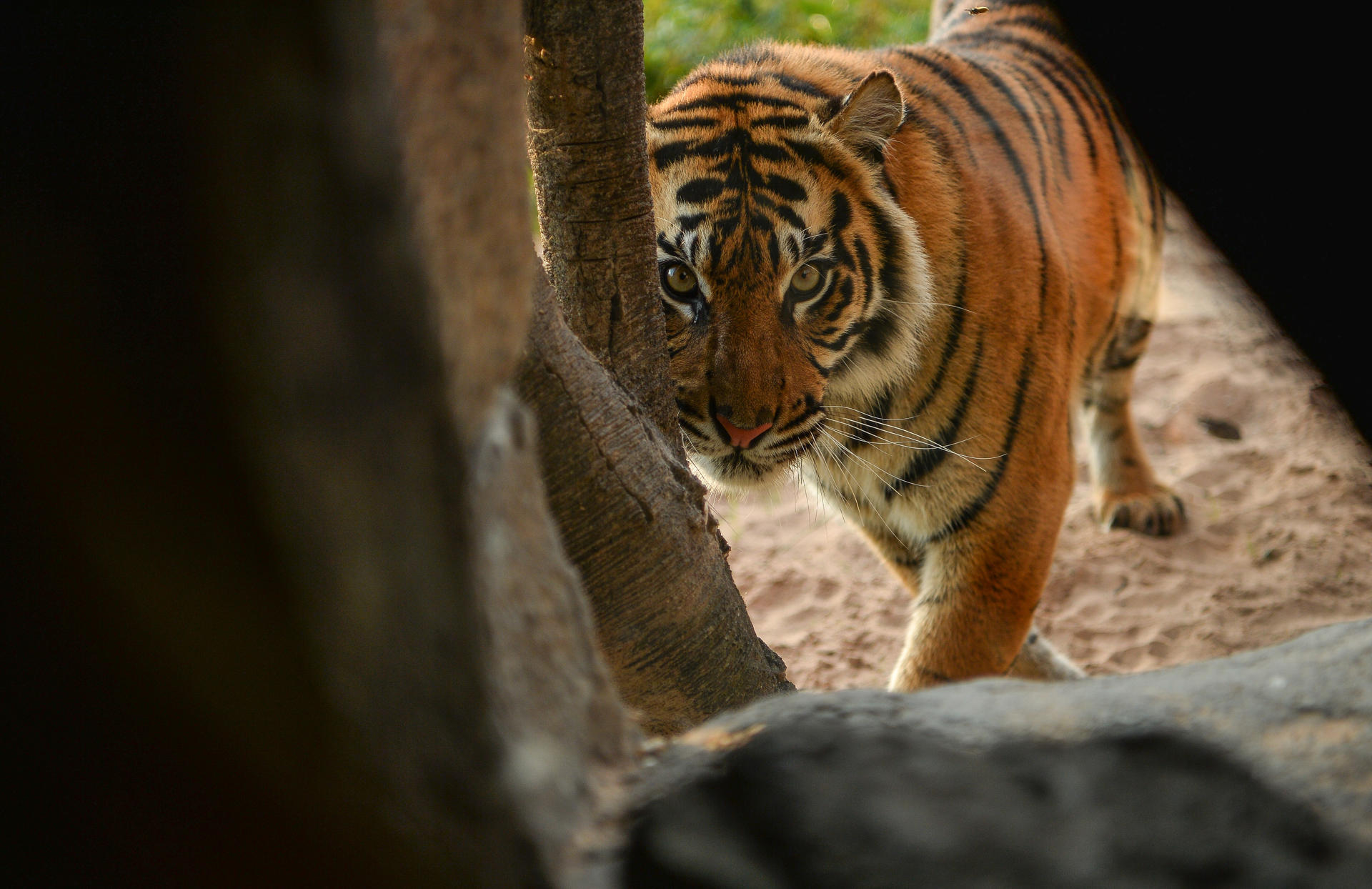 Sumatran Tiger Kasarna 2