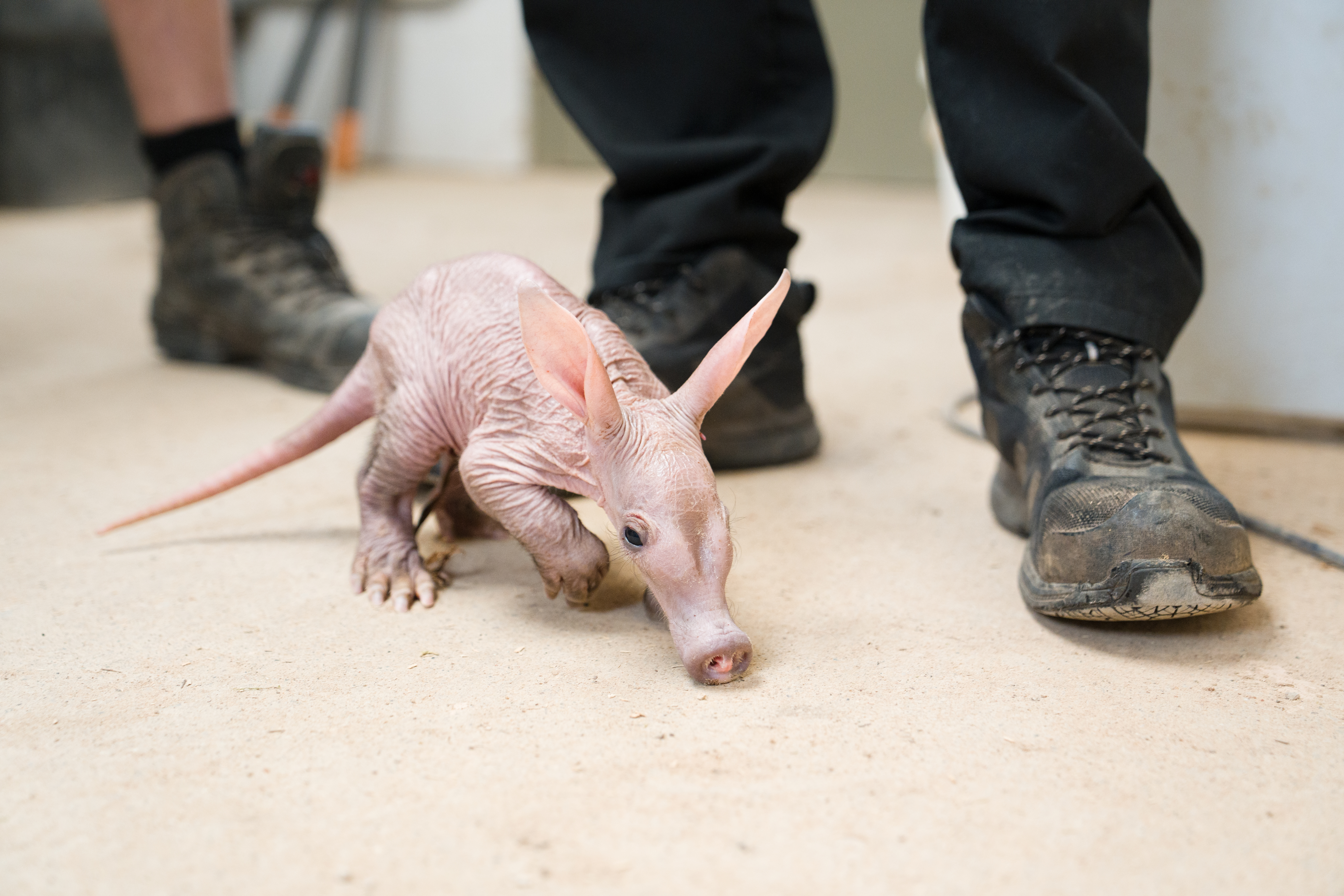 A Tiny Aardvark Calf, Affectionately Nicknamed Womble, Is Being Cared For By Conservationists At Chester Zoo After They Stepped In To Help Raise The Youngster. 1