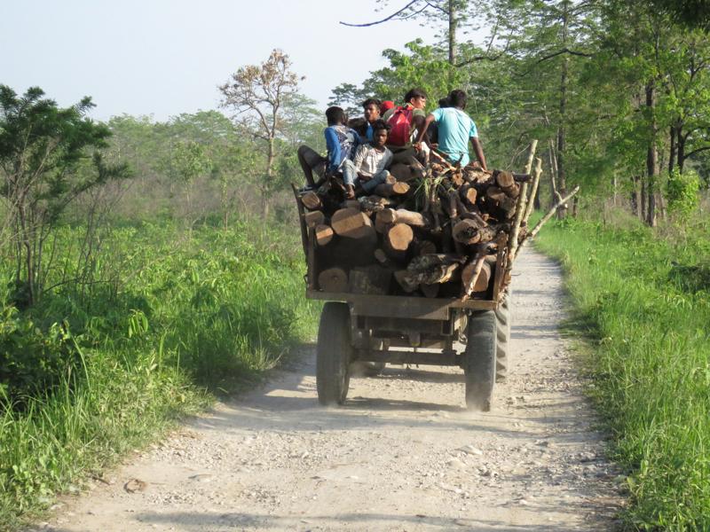 A wagon full of wood. People are perched on the load. The wagon is travelling down a dusty road