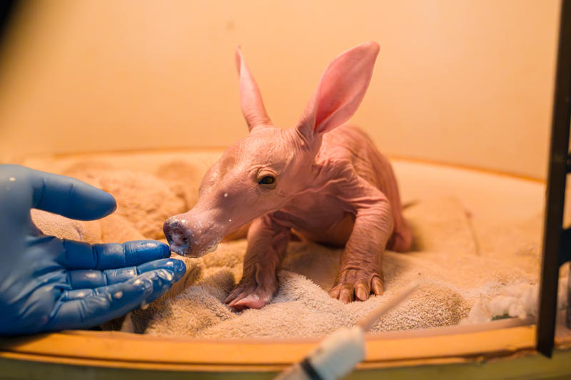 A Tiny Aardvark Calf, Affectionately Nicknamed Womble, Is Being Cared For By Conservationists At Chester Zoo After They Stepped In To Help Raise The Youngster. 5