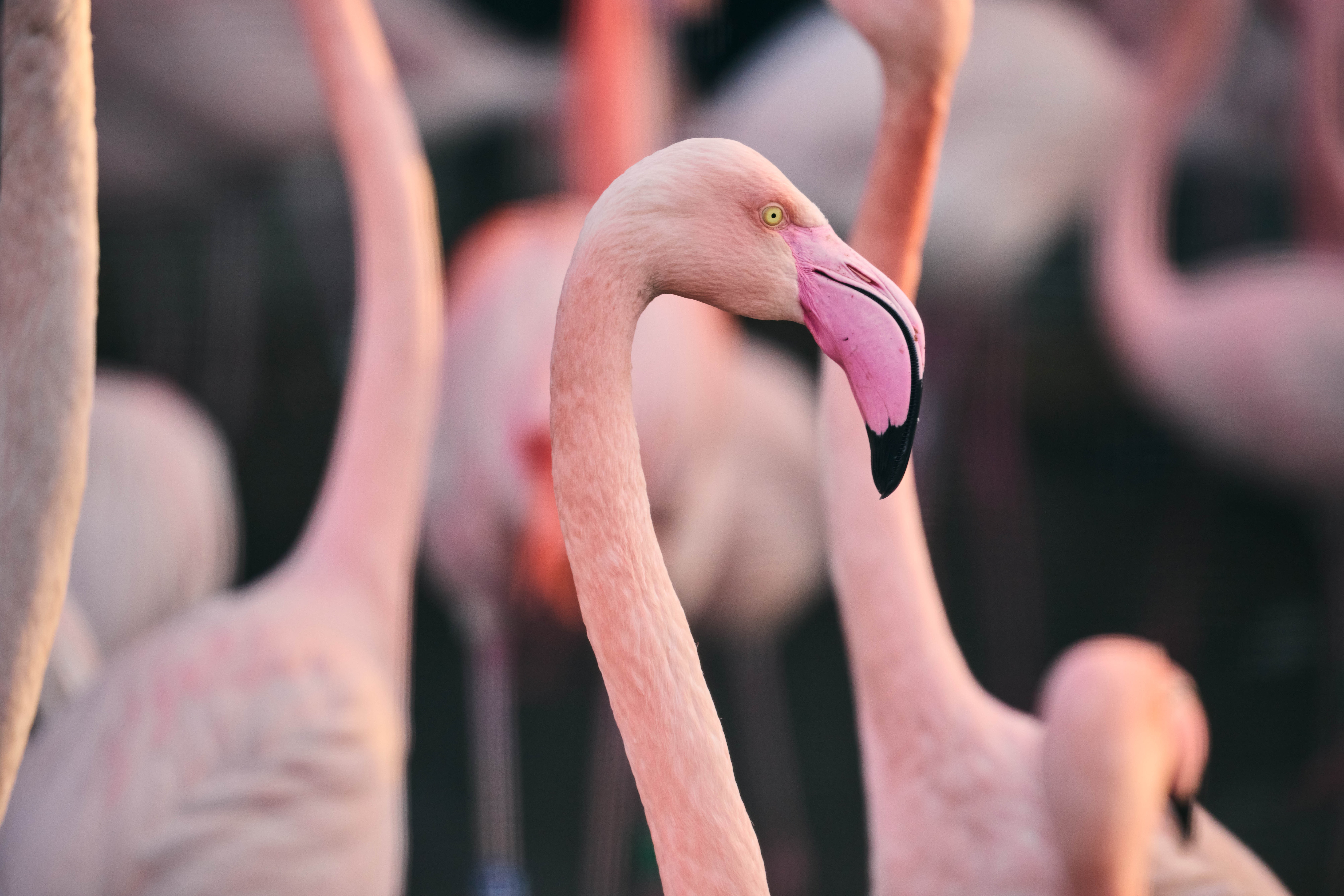 Greater Flamingo 017