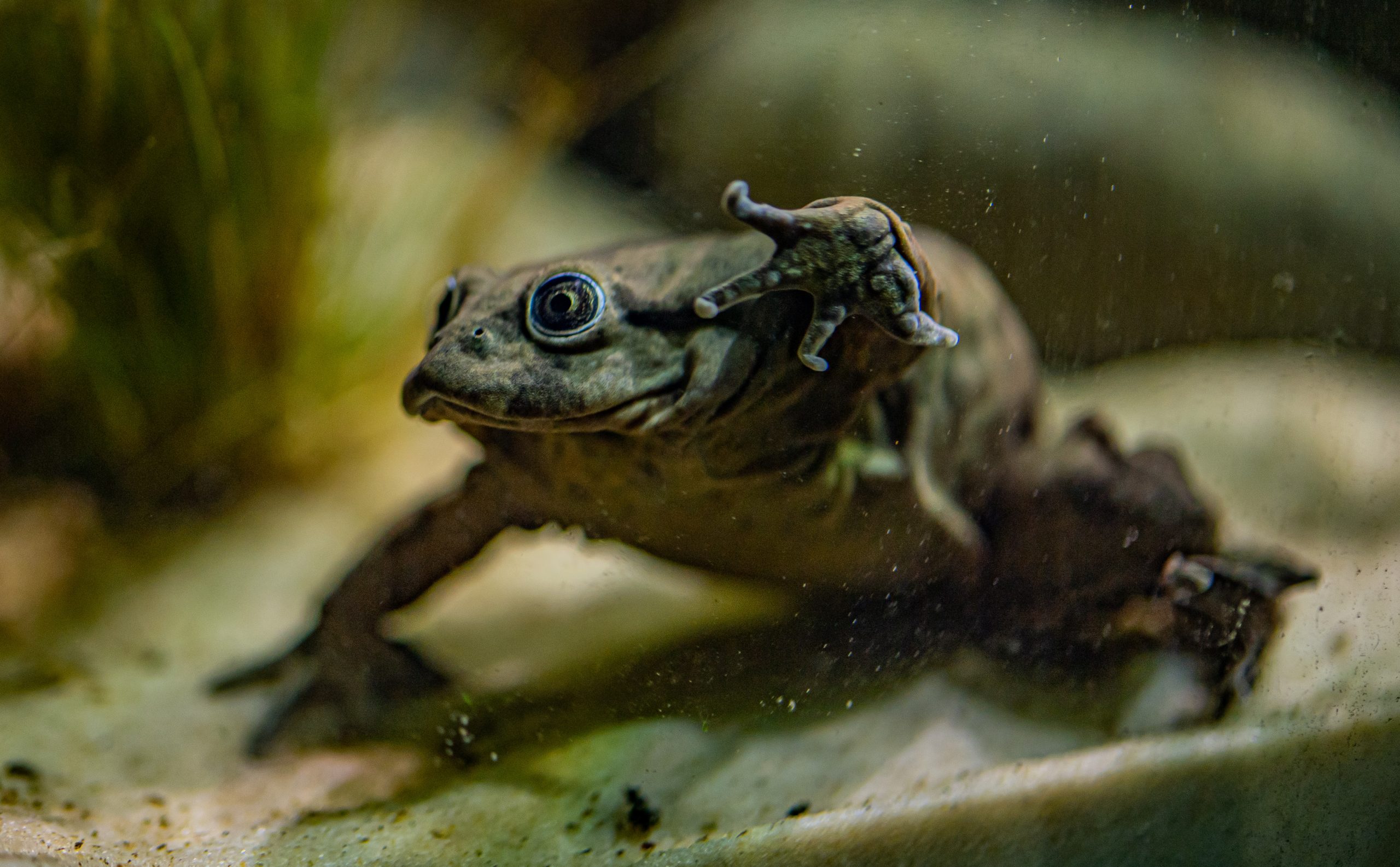 Lake Titicaca Frog 2