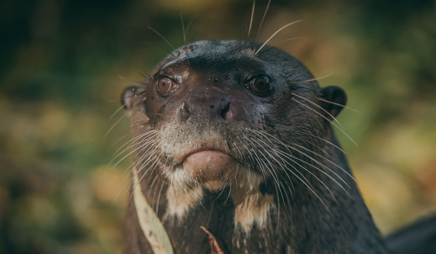 Giant Otter 1