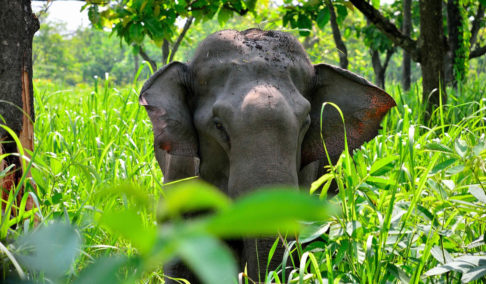Assam Haathi