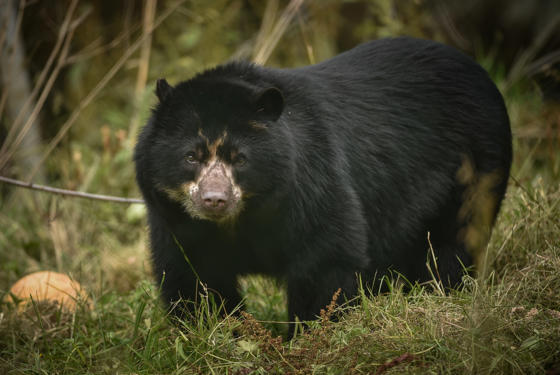 Chester Zoo Calls On Supporters To Help Save The Highly Threatened Home Of Andean Bears