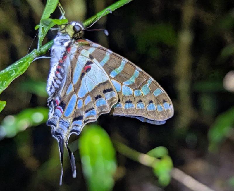 Biggest Madagascar Butterfly Survey Taking Place (Copyright Chester Zoo) (2)