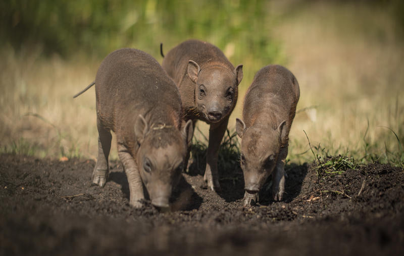 Three young babirusas at Chester Zoo standing close together on dark soil, sniffing the ground with curious expressions.