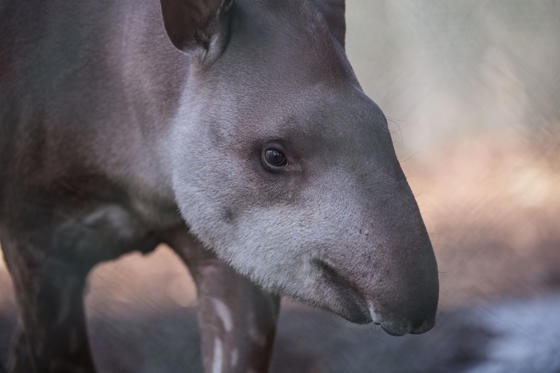 Lowland Tapir (2)