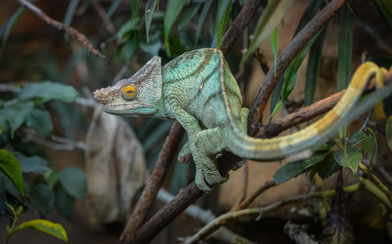 Mr Parsons The Chameleon