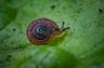 1,300 Tiny Snails 5