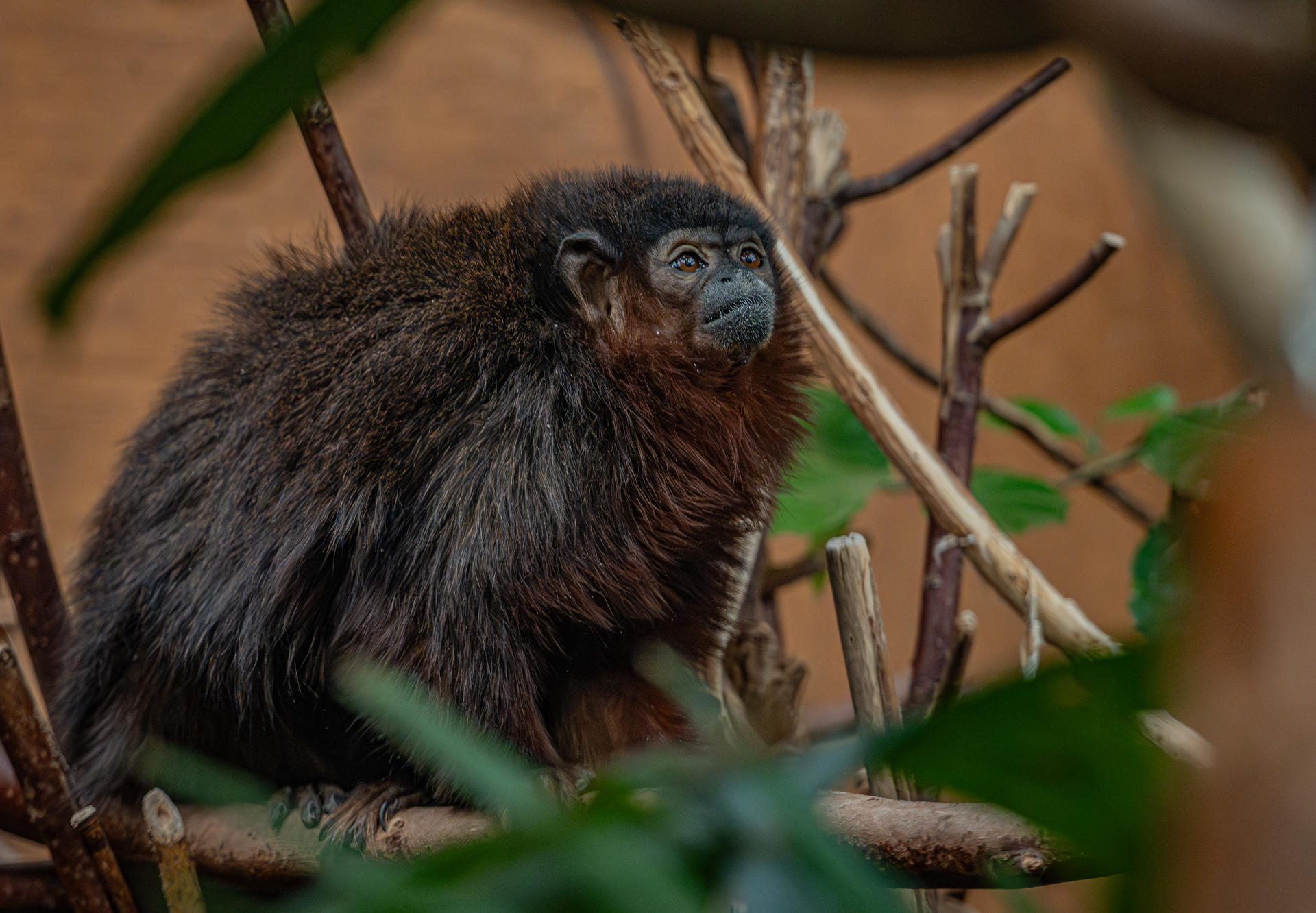 Titi Monkey 5