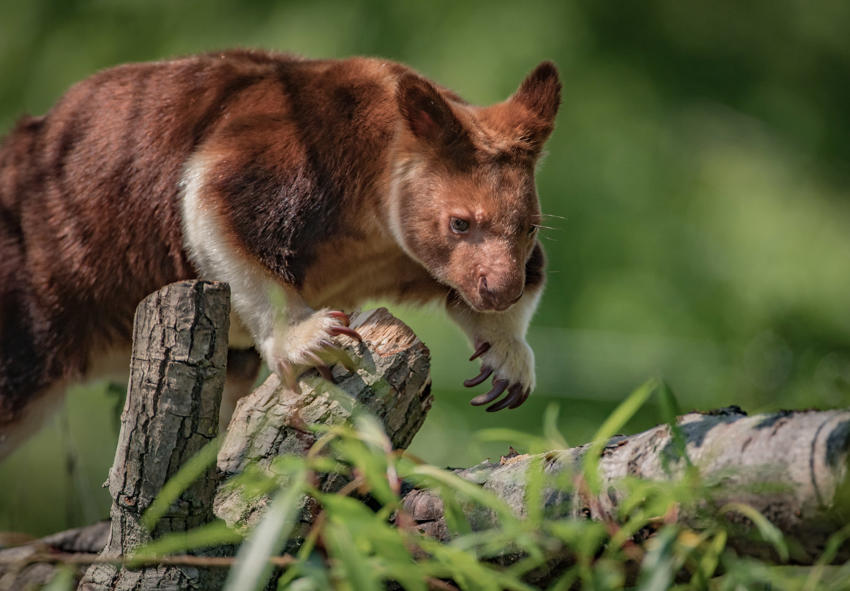 Tree Kangaroo 8