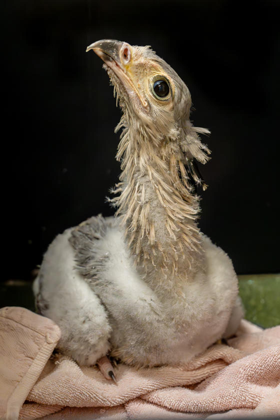 Secretary Chick 17