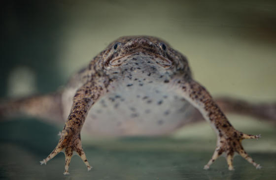 !Pics! Surinam Toads Have Made Their Debut At Chester Zoo. Face