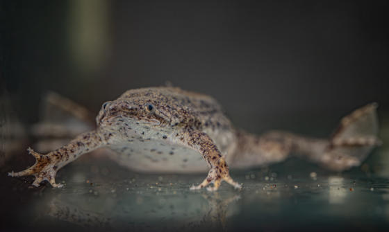 !Pics! Surinam Toads Have Made Their Debut At Chester Zoo 2