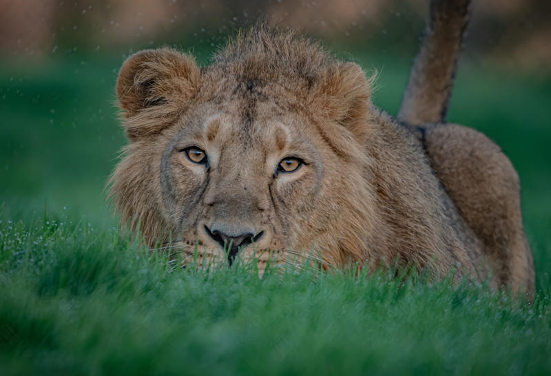 Asiatic Lion, Nilay(14)
