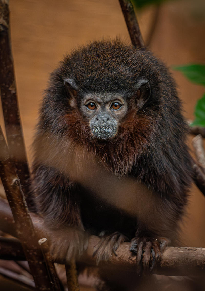 Titi Monkey 3