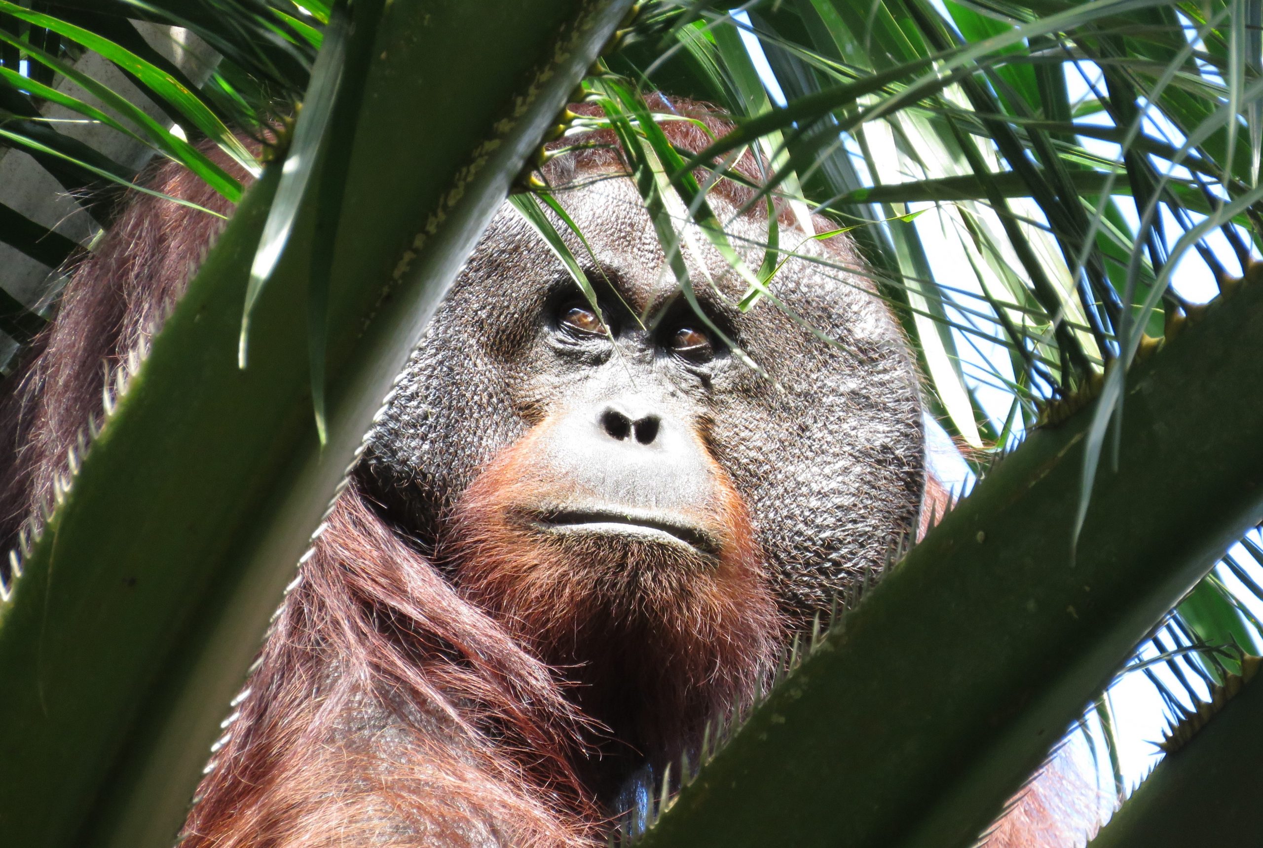 Bornean Orangutan Caught On Camera In Borneo