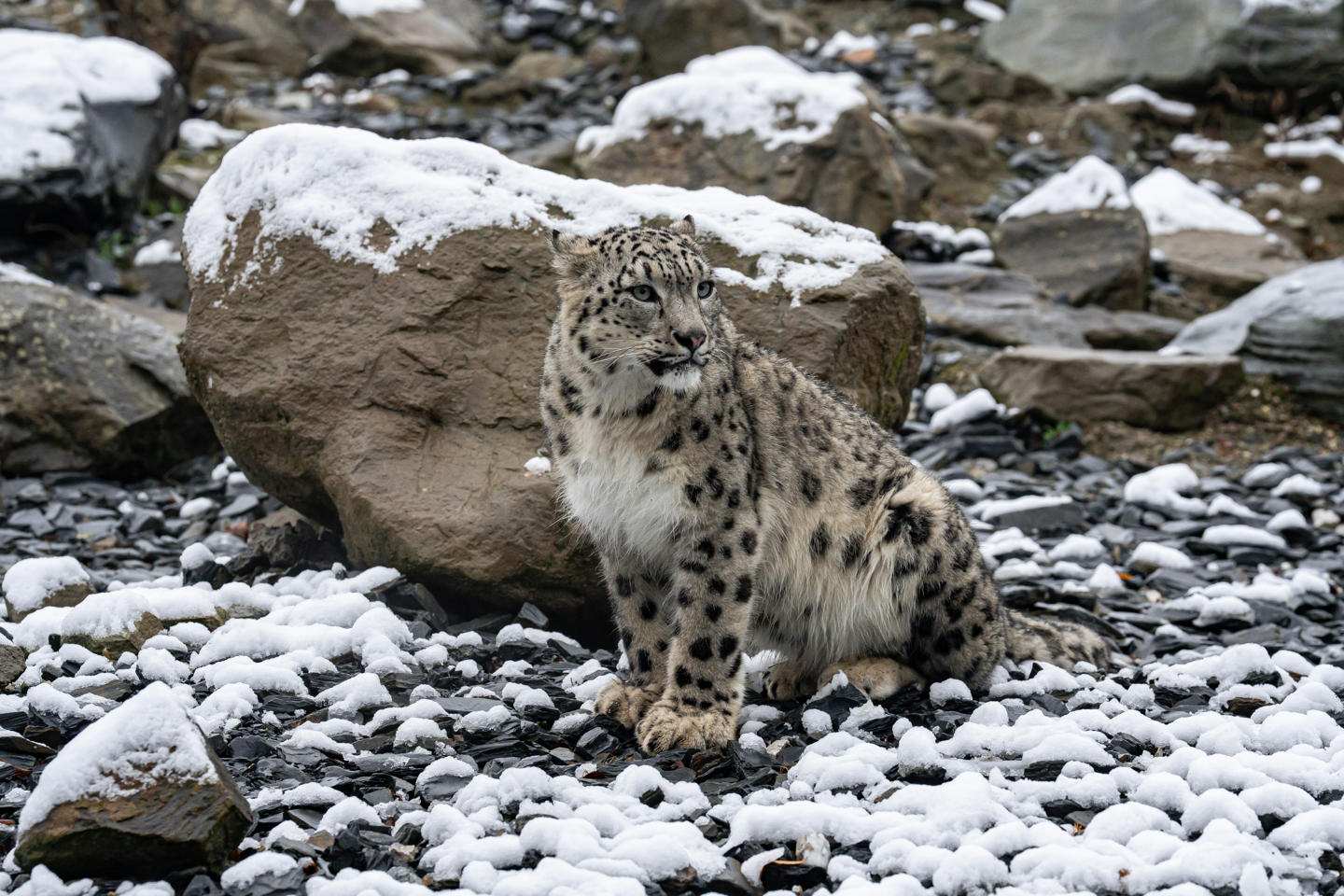 Snow Day November 24 Snow Leopard Yashin 4
