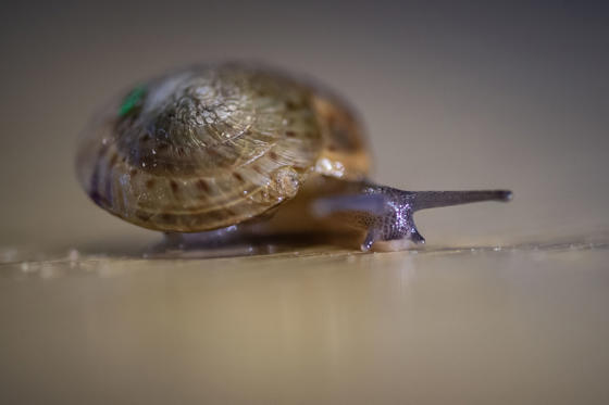 Chester Zoo Saves Snail From Extinction4