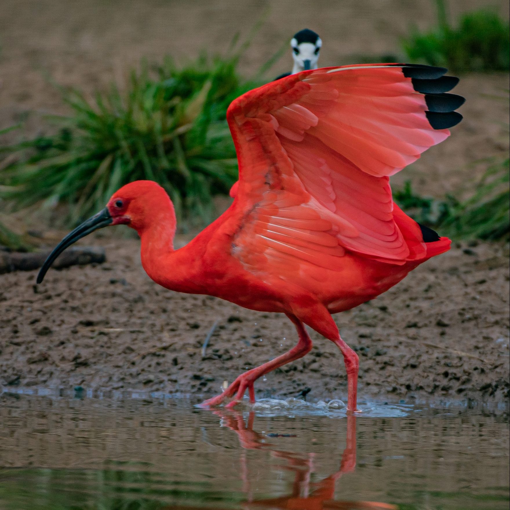 Scarlet ibis | Chester Zoo animals