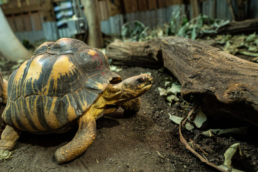 Tortoise