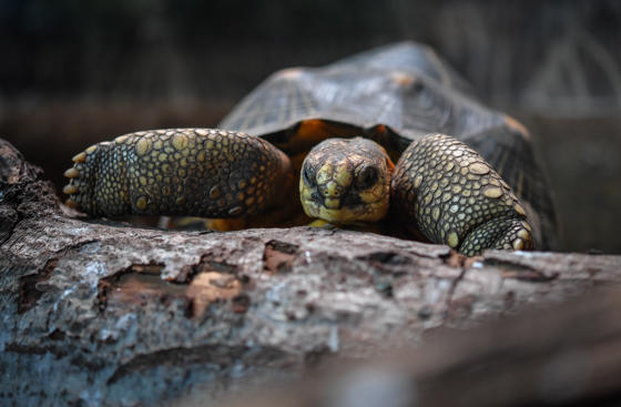Radiated tortoise at Chester Zoo