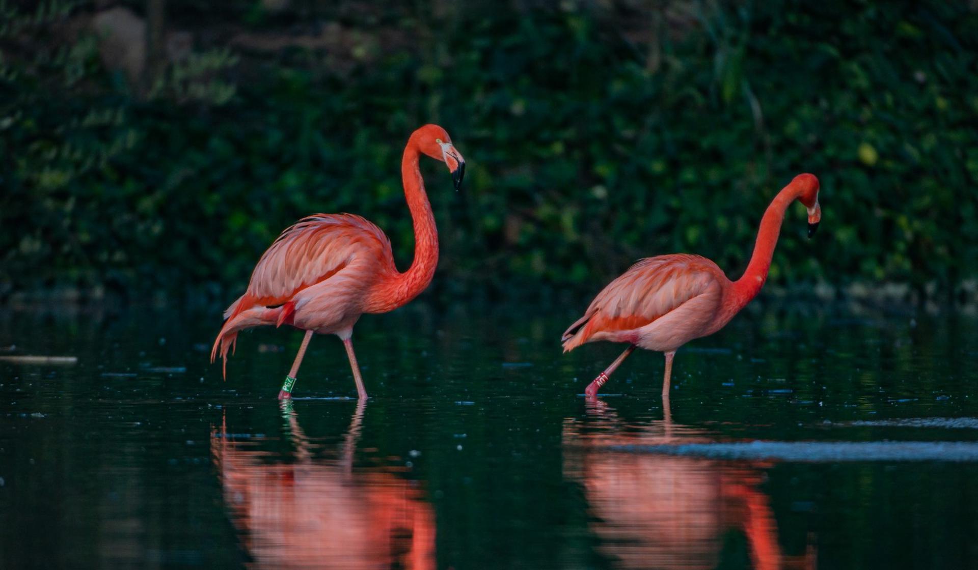 Caribbean Flamingo 4