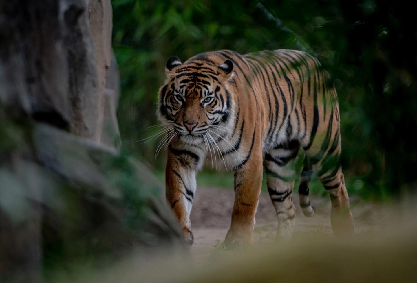 Sumatran Tiger Mum Kasarna Has Given Birth To Two Cubs At Chester Zoo 4