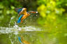 Kingfisher Catching A Fish Out Of The Water