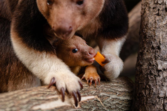 Treekangaroo Joey 2026 10