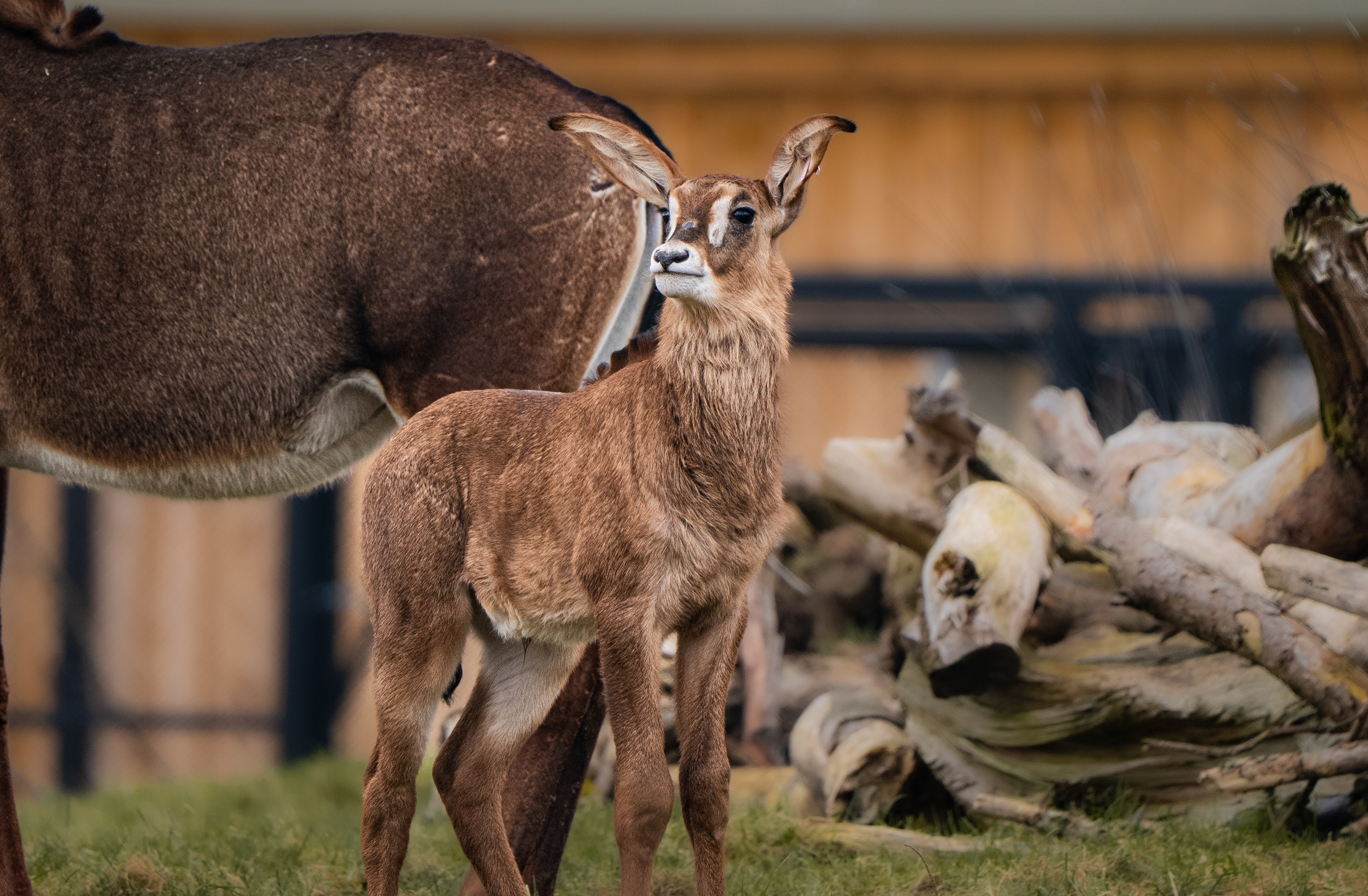 Roan Antelope 017