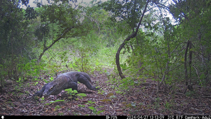 A camera trap photograph of a komodo dragon walking through undergrowth