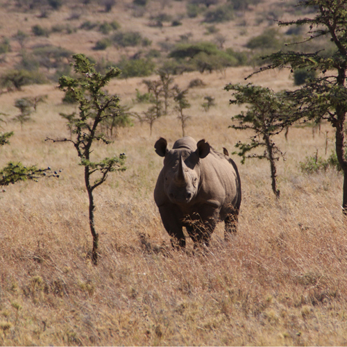 A black rhino in an area of scrubland in the wild