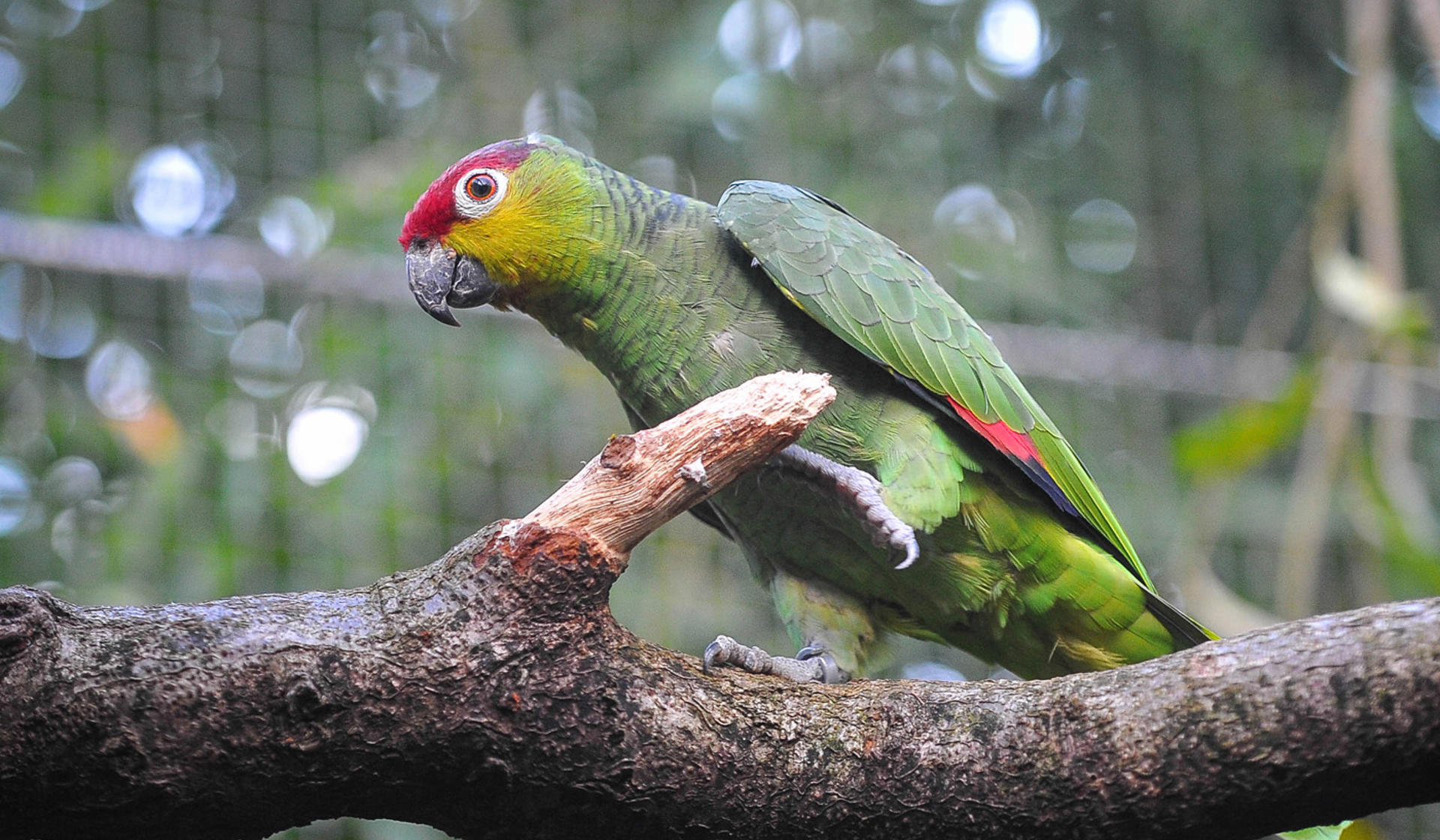 Ecuador Amazon parrot at Chester Zoo