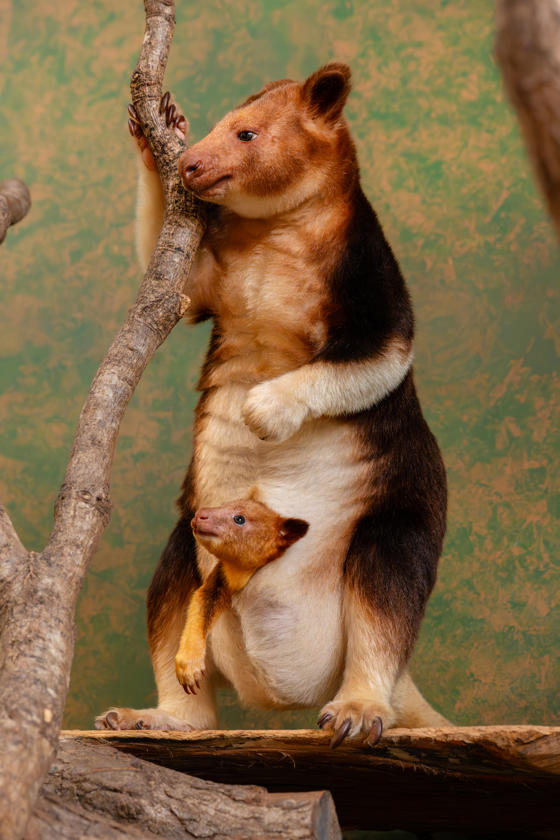 Treekangaroo Joey 2026 25