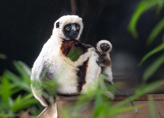 Sifaka Baby 2025 (3)