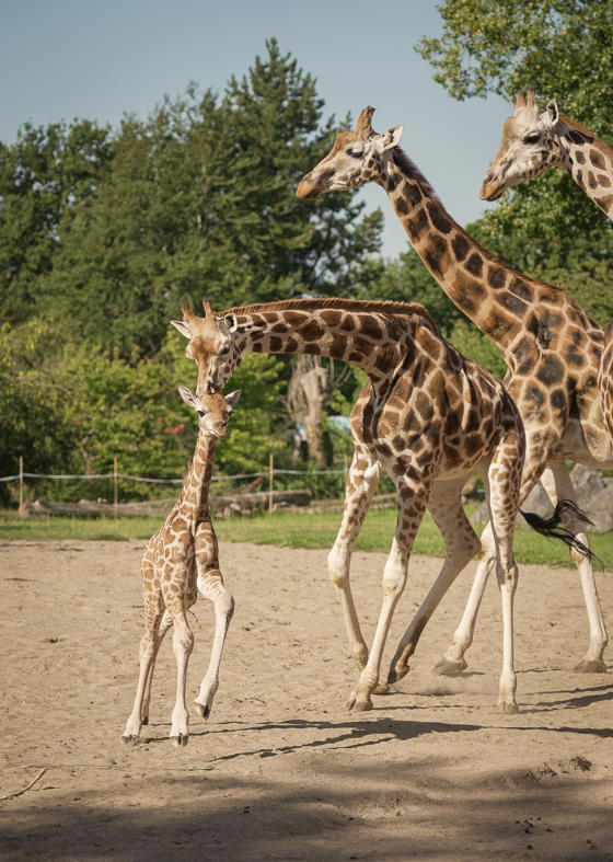 Newborn Rothschild S Giraffe Calf, Stanley, Stretches His Legs In First Outdoor Adventure! (2)