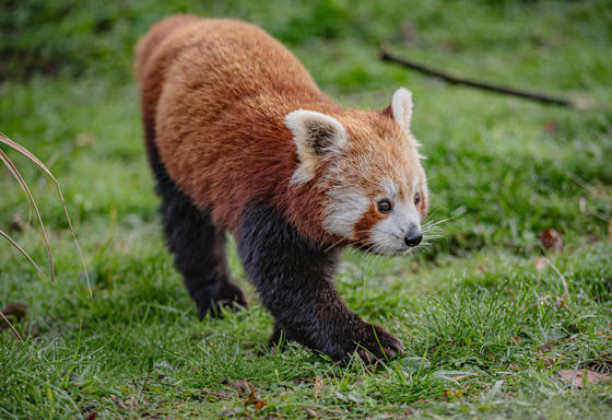 Akashi The Red Panda Has Arrived At Chester Zoo To Help Safeguard Her Species From Extinction 6